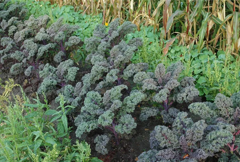 Brassica oleracea var. sabellica 'Redbor F1'