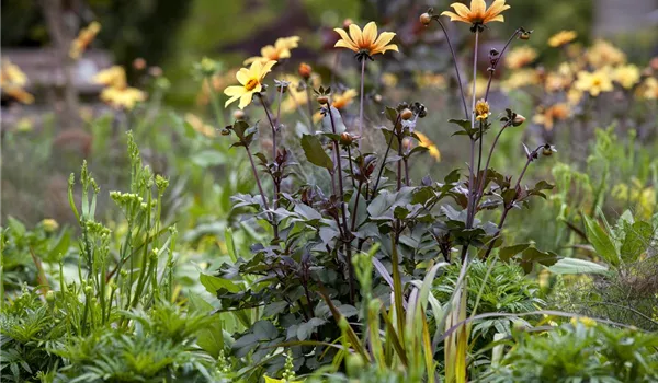 Der Boden im Blumenbeet: Vorbereitung und Pflege Der Boden im Blumenbeet: Vorbereitung und Pflege