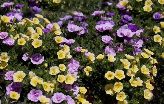Farbe bekennen macht im Garten richtig Spaß! Farbe bekennen macht im Garten richtig Spaß!