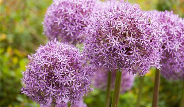 Allium – eleganter Zierlauch Allium – eleganter Zierlauch