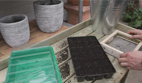 Chinakohl - Aussäen von Samen