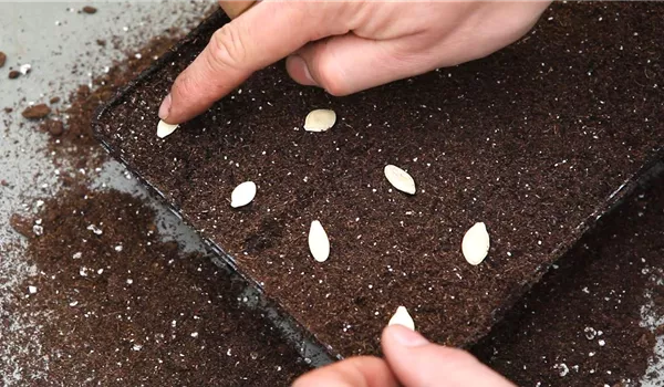 Kürbis - Aussäen von Samen