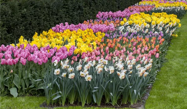 Das Blumenbeet pflegen: Gießen, düngen und schneiden Das Blumenbeet pflegen: Gießen, düngen und schneiden
