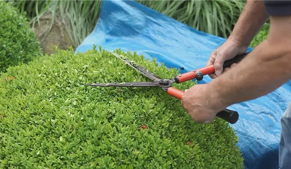 Buchsbaum - Zurückschneiden