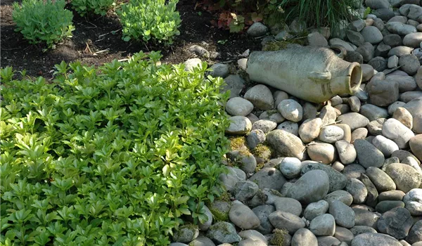 Auf dem Boden der Tatsachen – Bodendecker im Garten Auf dem Boden der Tatsachen – Bodendecker im Garten