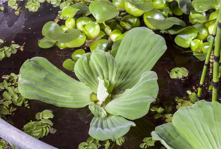 Pistia stratiotes