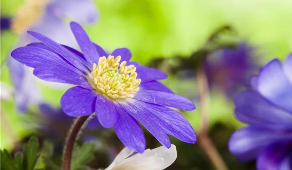 Anemonen im Topf bringen Farbenfreude auf den Balkon Anemonen im Topf bringen Farbenfreude auf den Balkon