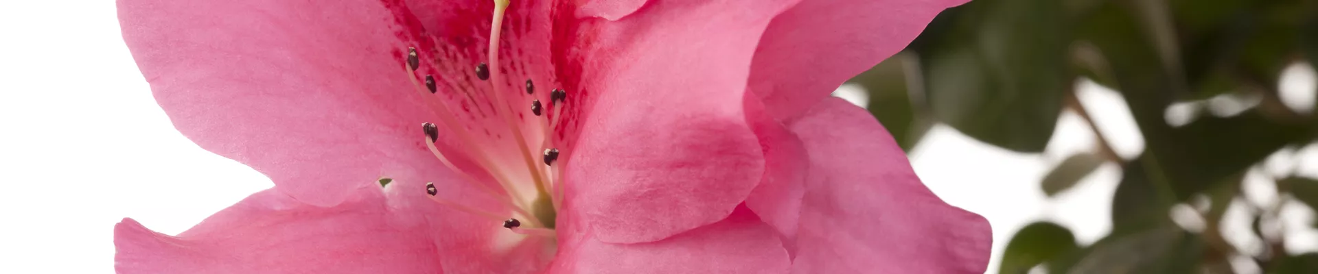 Rhododendron simsii, rosa Rhododendron simsii, rosa