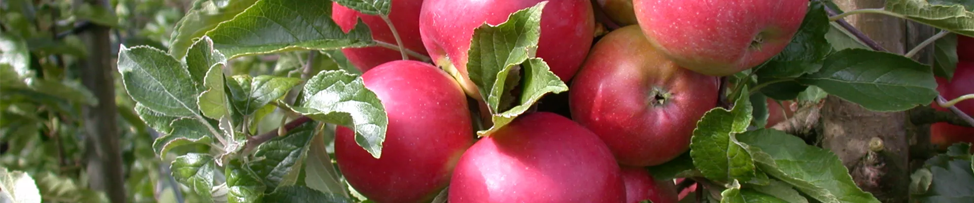 Malus domestica 'Pinova'(s) Malus domestica 'Pinova'(s)