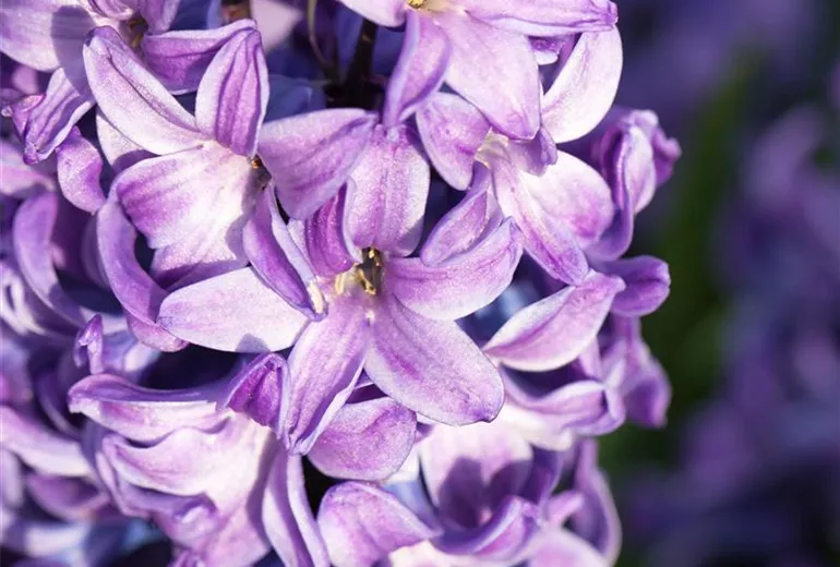 Hyacinthus orientalis 'Blue Star'