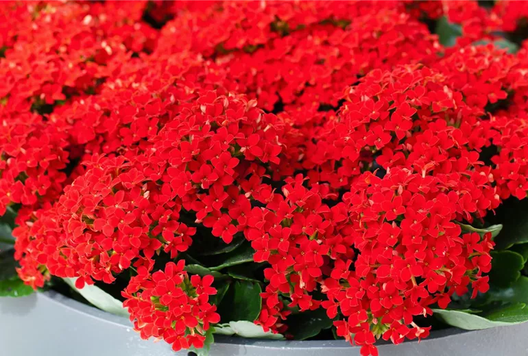 Kalanchoe blossfeldiana 'Lipstick'