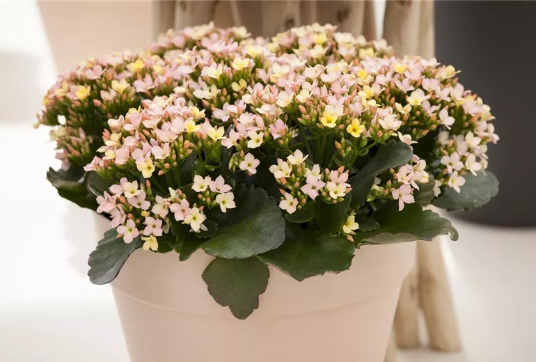 Kalanchoe blossfeldiana, rosa