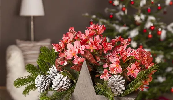 Advent - mit schönen Ideen durch die Vorweihnachtszeit  Advent - mit schönen Ideen durch die Vorweihnachtszeit