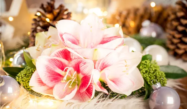 Amaryllis – weihnachtlicher Blütentraum Amaryllis – weihnachtlicher Blütentraum