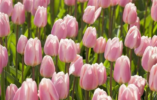 Triumph-Tulpen pflanzen – Farbenspiel im Blumenbeet Triumph-Tulpen pflanzen – Farbenspiel im Blumenbeet