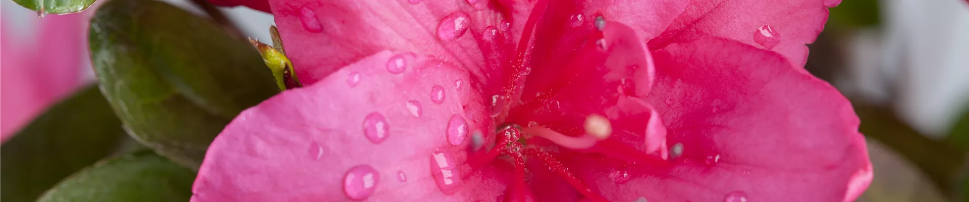 Rhododendron simsii, pink Rhododendron simsii, pink