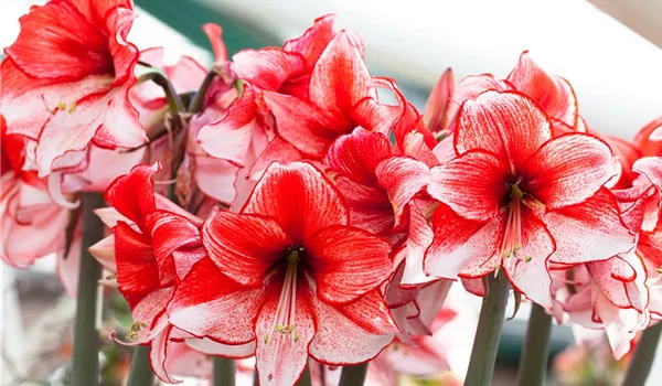 Amaryllis – pflanzen und pflegen im Haus Amaryllis – pflanzen und pflegen im Haus