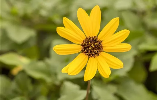 Mit einjährigen Pflanzen den Garten bunter machen Mit einjährigen Pflanzen den Garten bunter machen