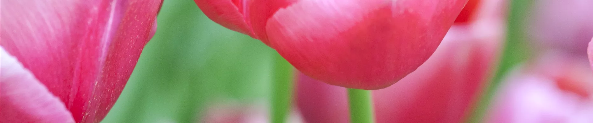 Tulipa Tulipa