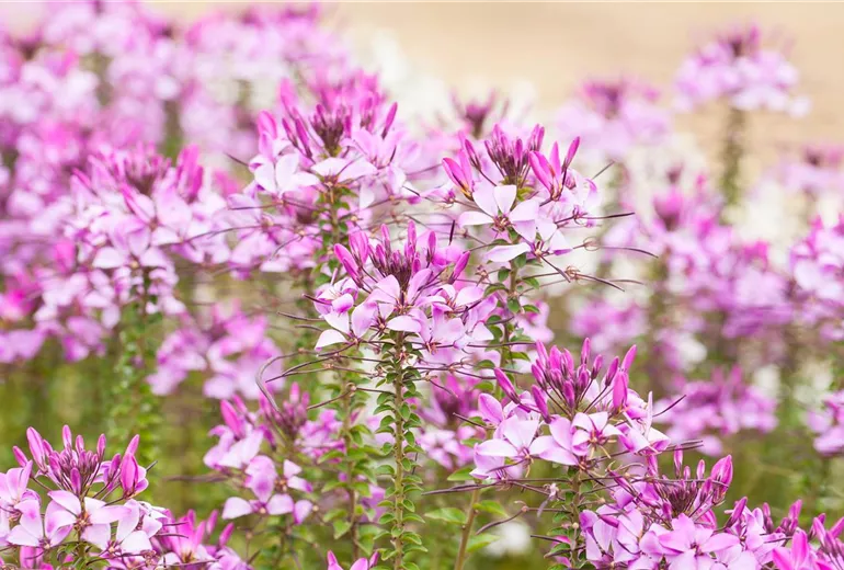 Cleome 'Señorita Rosalita'(s)