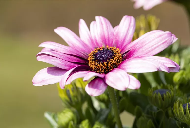 Osteospermum ecklonis, rosa
