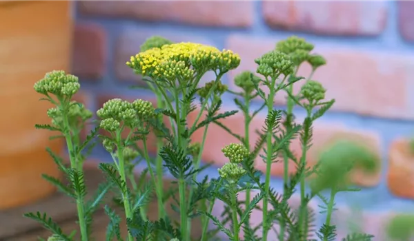 Schafgarbe - Einpflanzen im Garten (gelb)