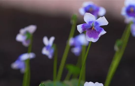Australisches Veilchen - Einpflanzen im Garten