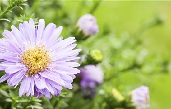 Astern - Einpflanzen im Garten Astern - Einpflanzen im Garten
