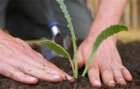 Artischocken - Einpflanzen im Garten