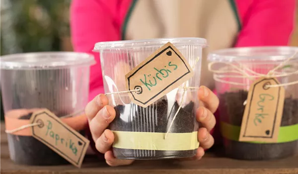 Mini-Gewächshaus – mit Plastik etwas Gutes tun