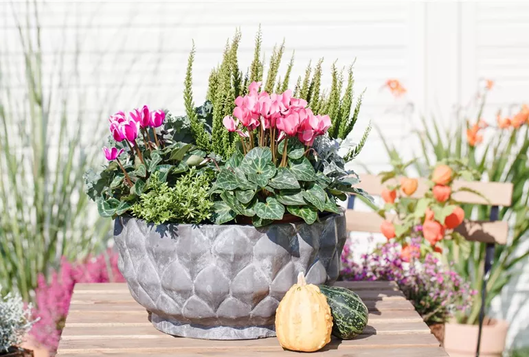 Cyclamen persicum 'Out-Land'®