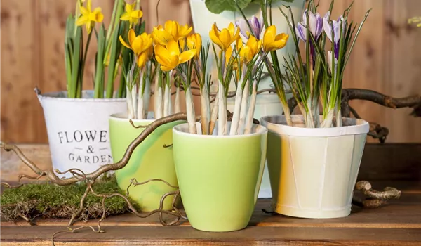 Frühling auf dem Balkon geht ohne bunte Blumen gar nicht Frühling auf dem Balkon geht ohne bunte Blumen gar nicht