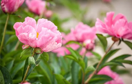 Ein Frühling voller Päonien Ein Frühling voller Päonien