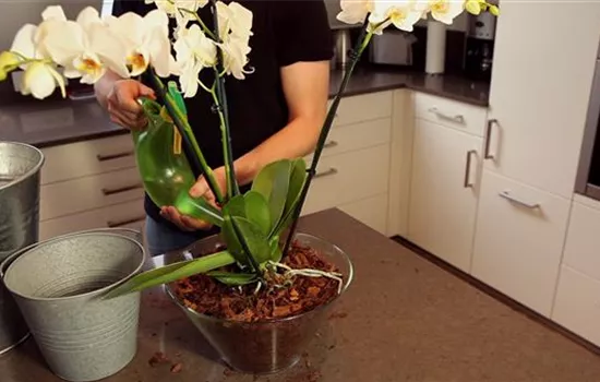 Orchidee - Einpflanzen in ein Gefäß Orchidee - Einpflanzen in ein Gefäß