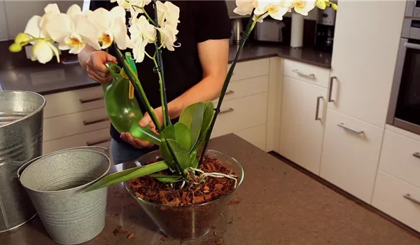 Orchidee - Einpflanzen in ein Gefäß