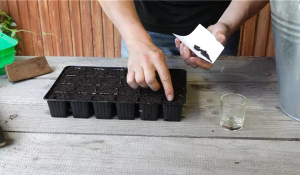 Sonnenblumen - Aussäen von Samen