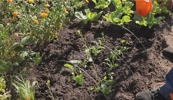 Radieschen - Aussaat und Aufzucht