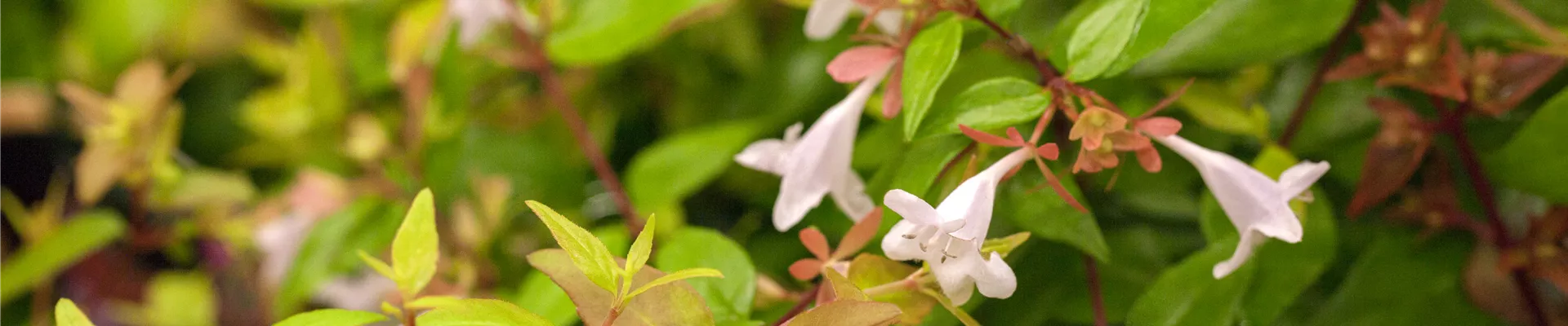 Abelia grandiflora