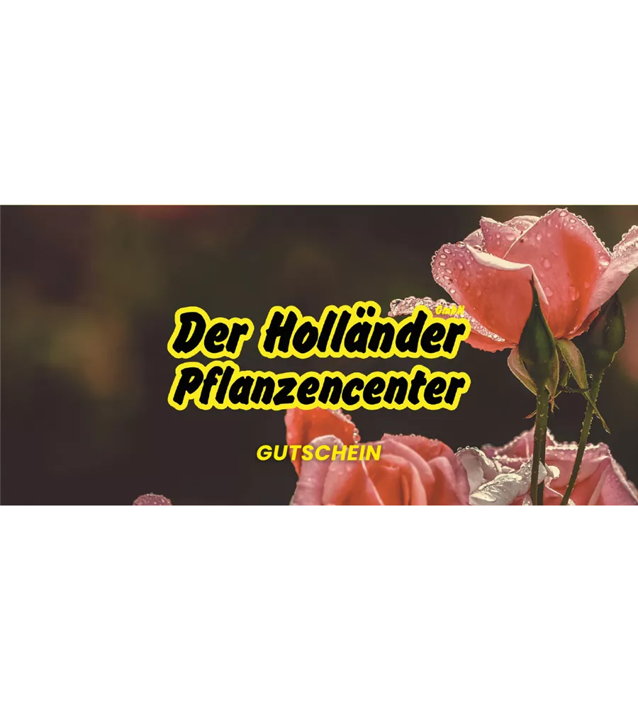 Geschenkgutschein Rosen, Versand per Email Der Holländer Pflanzencenter