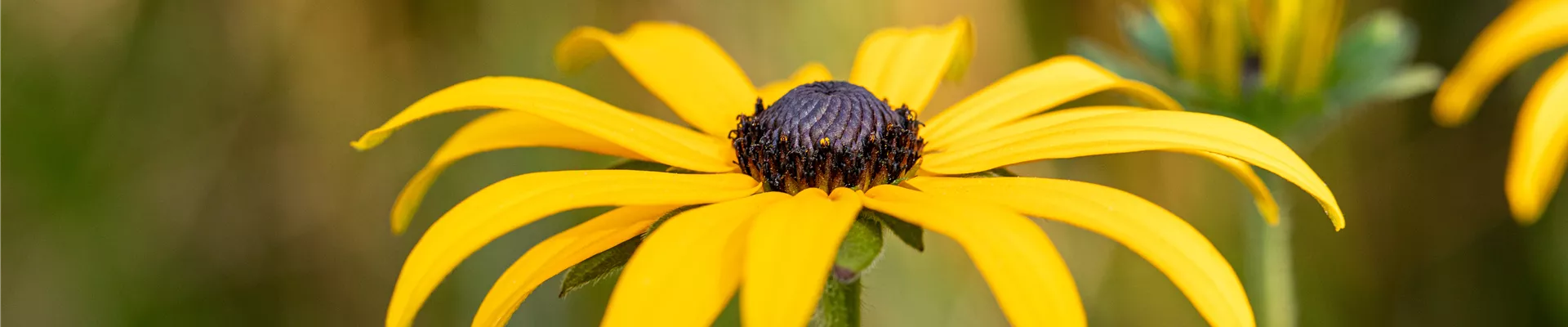 Rudbeckia fulgida Rudbeckia fulgida