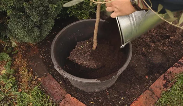 Olivenbaum - Überwintern