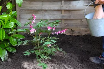 Salbei Einpflanzen Im Garten Der Hollander Pflanzencenter
